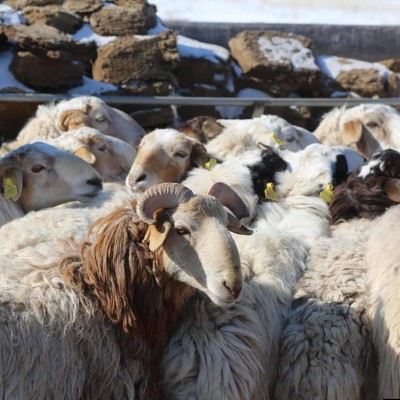 МАЛ ҮРЖҮҮЛЭГ, ТЕХНОЛОГИЙН АЖИЛ ҮЙЛЧИЛГЭЭНИЙ "ШАВХАГДАШГҮЙ БАЯЛАГ” ХХК-ИЙН ҮЙЛ АЖИЛЛАГААТАЙ ТАНИЛЦЛАА Хүнс, хөдөө аж ахуй, хөнгөн үйлдвэрийн сайд М.Бадамсүрэн Сүхбаатар аймагт ажиллах үеэрээ мал үржүүлэг, технологийн ажил үйлчилгээний “Шавхагдашгүй баялаг” | HuduuMN