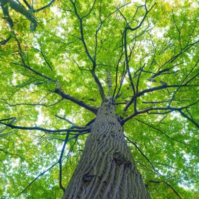 ХОВД: Заган ойн эзлэх талбай нэмэгдэв | HuduuMN