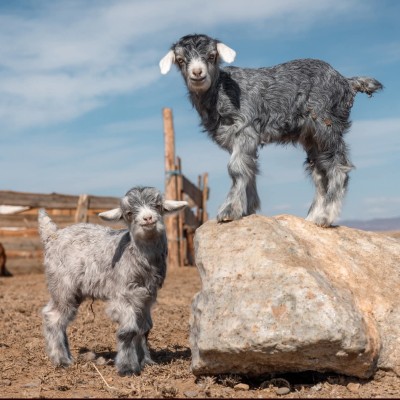 ✅️НООЛУУРЫН ХАНШИЙН МЭДЭЭЛЭЛ 2026 оны 04 дүгээр сарын 06-ны өдрийн байдлаар орон нутгаас ноолуур худалдан авч байгаа ханшийн мэдээлэл.  Эх сурвалж: Аймгуудын Хүнс, хөдөө аж ахуйн газар 1. Дорнод аймаг 200-205к 2. Хэнтий аймаг 197,5к 3. Сүхбаатар аймаг 193 | HuduuMN