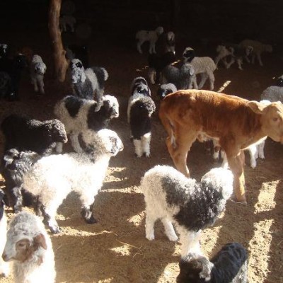 МАЛ ТӨЛЛӨЛТ 24 ХУВЬТАЙ БАЙНА | HuduuMN