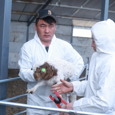 НҮБ-ын Хүнс, хөдөө аж ахуйн байгууллага (ХХААБ)-аас хэрэгжүүлсэн төслийн үр дүнг тооцох ажлыг 2026 оны 04 дүгээр сарын 11–13-ны өдрүүдэд НҮБ-ын ХХААБ, Иномад компани, Малын удмын сангийн үндэсний төвтэй хамтран зохион байгуулж ажиллалаа.   | HuduuMN