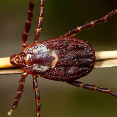 ХАЧИГТ ХАЛДВАРААС СЭРГИЙЛЬЕ  | HuduuMN