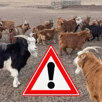 ЦОГТ СУМД ЯМААНЫ ГОДРОН ӨВЧИН ИЛЭРЧ, АЙМГИЙН ОНЦГОЙ КОМИСС АЖИЛЛАНА  | HuduuMN