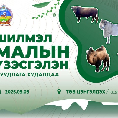 АЛТАЙН АЛТАН НАМАР-2025 НЭГДСЭН АРГА ХЭМЖЭЭНИЙ ХҮРЭЭНД ШИЛМЭЛ МАЛЫН ҮЗЭСГЭЛЭН-ДУУДЛАГА ХУДАЛДАА ЗОХИОН БАЙГУУЛАГДАНА. | HuduuMN