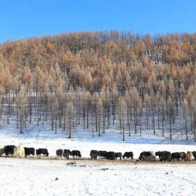 Өвлийн идшинд зориулж 1.3 сая толгой мал борлуулна | HuduuMN